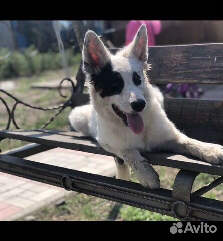 Собака из приюта