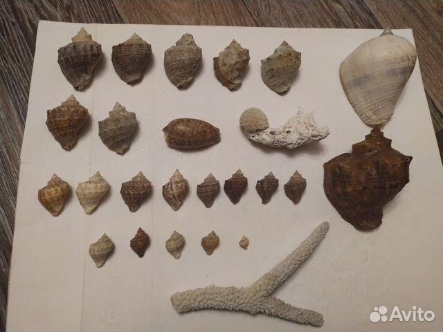 Морские Ракушки и Кораллы СССР