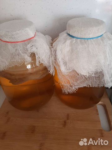 Чайный гриб