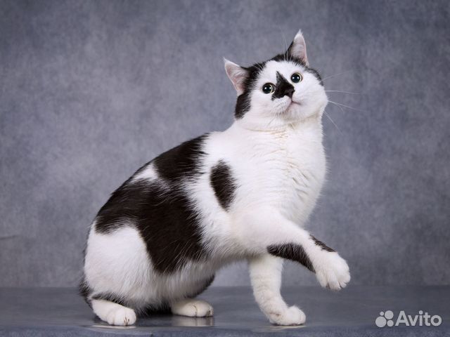 Котик Лаки-черноносик