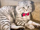 Британский кот на вязку объявление продам