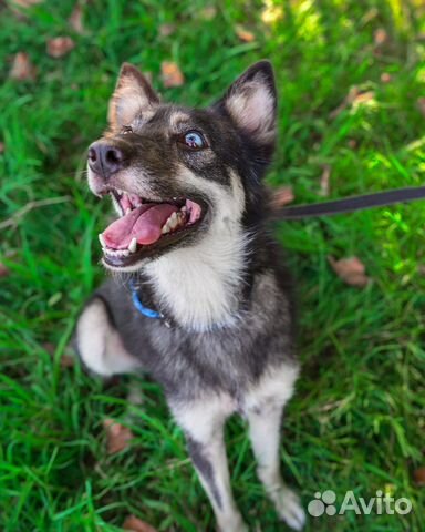 Лайка/хаски/овчарка метис