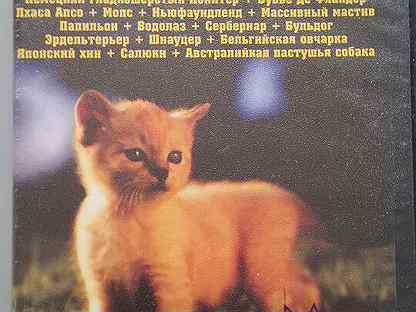 Веселая Красотка На Пике Хахаля