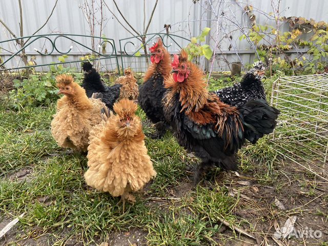 Карликовые петушки - шершетки кучерявые, бентамки