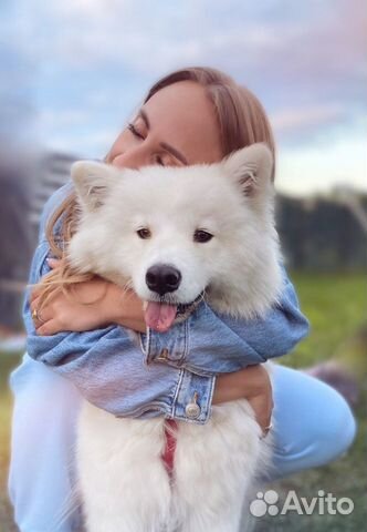 Аренда Самоеда