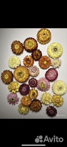 Гелихризиум 50 штук