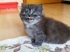 Персидский котенок объявление продам