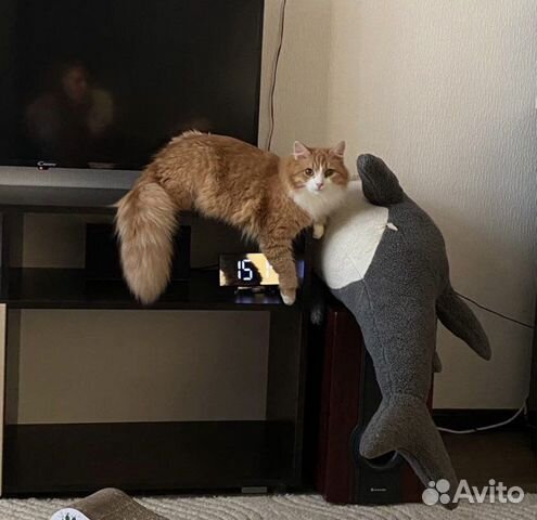 Рыжий пушистый кот