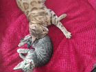 Котенок в добрые руки (метис, от мамы-бенгалки, ма