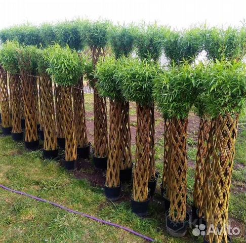Пальма из Ивы, плетеное Дерево