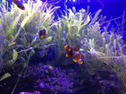 Новый аквариум 200 л, живые морские камни, растени объявление продам