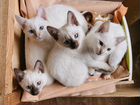 Тайские котята (старосиамские) объявление продам