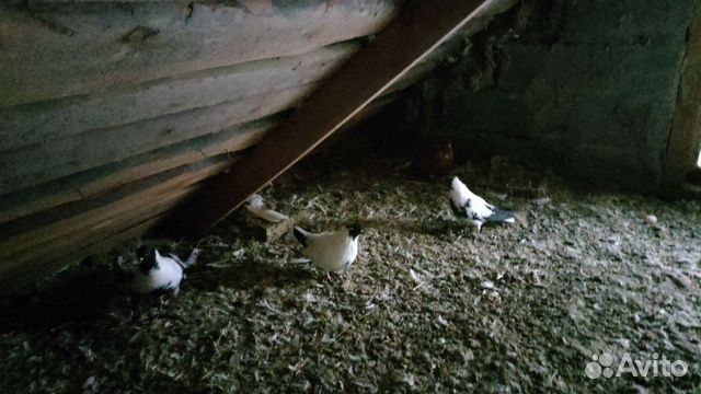 Мастные голуби