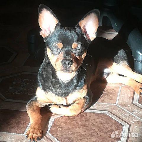 Кобель для вязки. Карликовый пинчер (помесь, метис
