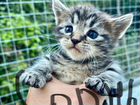 Мейн-кун котята бесплатно в добрые руки объявление продам