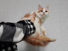 Прекрасный котенок сибирской породы кошек