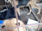 Фокстерьер жесткошерстный щенки 6или 7 месяцев объявление продам