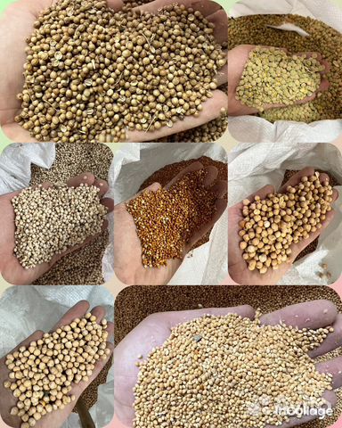 Горох, нут в мешках