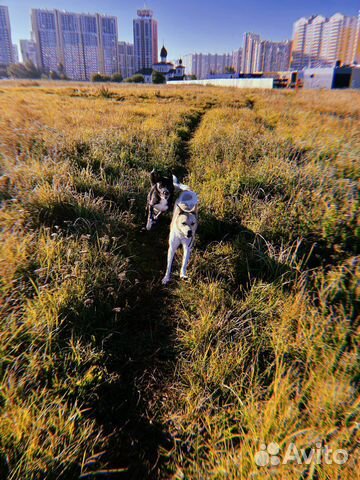 Выгул собак \ догситтер