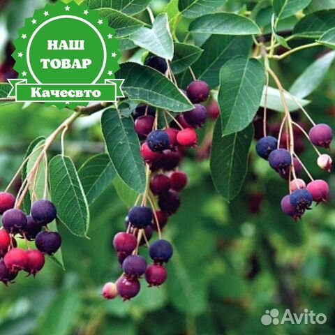 Саженцы ирга канадская Ламарка