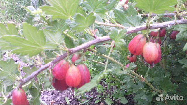 Саженцы крыжовника