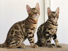 Бенгальские котята из питомника объявление продам
