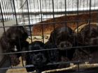 Собаки маленьких пород на авито свердловская область