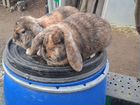 Кролики фр баран объявление продам