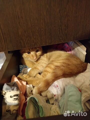 Домашняя передержка грызунов, птиц, собак и кошек