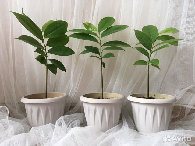 Гуанабана (сметанное яблоко) купить в Москве | Товары для дома и дачи ...