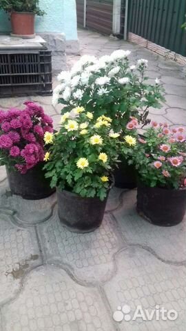 Хризантемы мультифлора