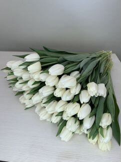 Работа (Посадка Тюльпанов)