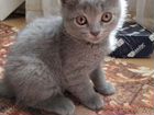 Русско-голубые котята объявление продам
