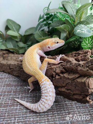 Рептилия, эублефар, ящерица, геккон