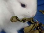 Крольчата Гермелины объявление продам