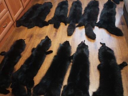 Шкуры песца