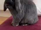 Декоративный кролик Минилоп объявление продам