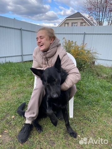 Дрессировка собак (кинолог/хендлер/ветдиетолог)