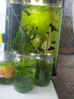 Водоросли для аквариума
