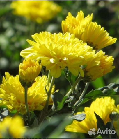 Многолетние садовые растения