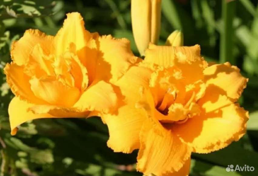 Лилейник Hemerocallis Condilla