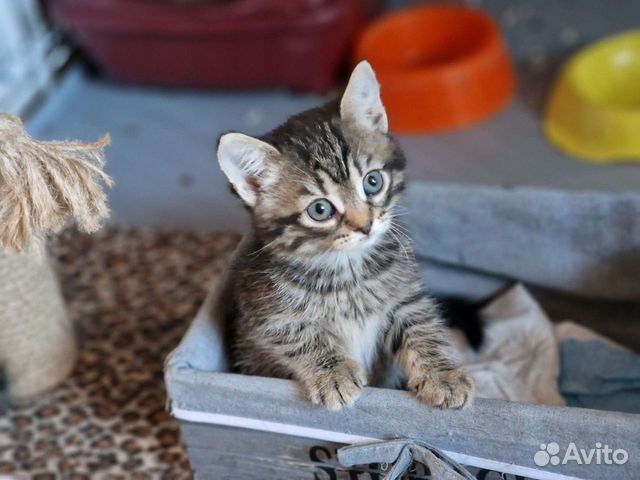 Котенок Тигруша 2 мес, в квартиру взрослой семье