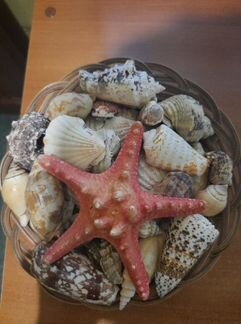 Продам набор ракушек