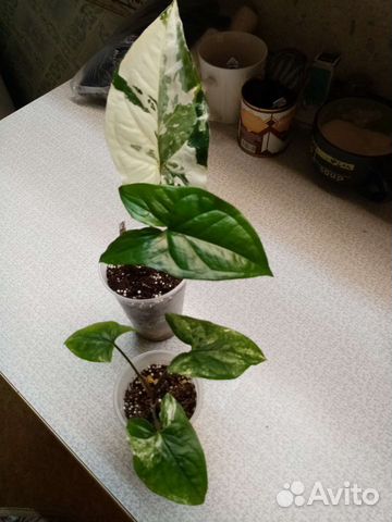 Шизматоглотис