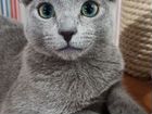 Котик породы русская голубая объявление продам