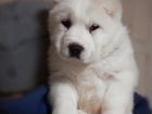 Крупный щенок Среднеазиатской овчарки объявление продам