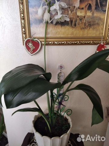 Лилия,хатиора, спатифиллум домино