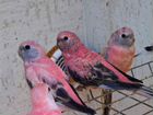 Попугай розовый боурка