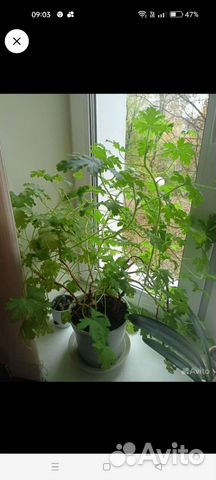 Герань душистая лечебная, крупные кустики,черенки