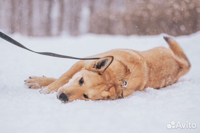 Собака в добрые руки
